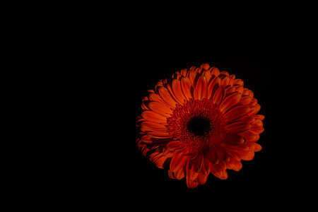 Fresh red color chrysanthemum marigold with black backgroundの写真素材