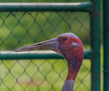 Big color bird with long beak and red headの写真素材