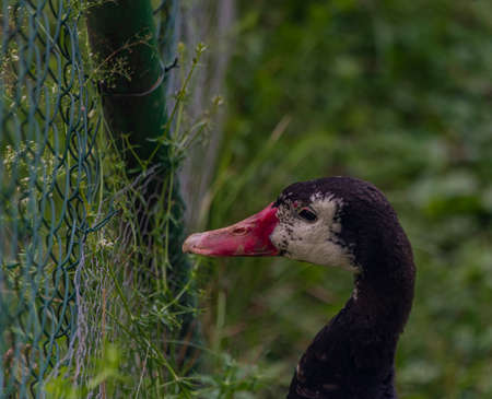 Big color nice duck with red beak and black and white headの写真素材