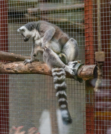 Lemur animal on wood with long striped black and white tail