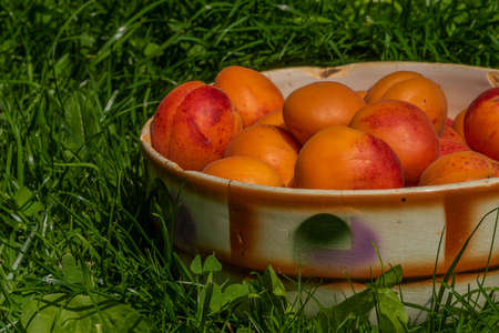 Apricots in old bowl in dark green grassの写真素材