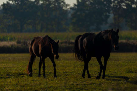 Horse on morning pasture land with nice fresh fog and nice color lightの写真素材