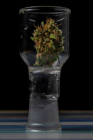 Dry Critical hog variety of ripened marijuana green bloom in transparent glass boxの写真素材