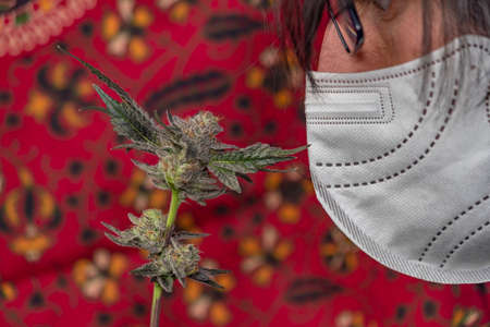 French cookies variety of marijuana flower with red violet flower background and white respiratorの写真素材