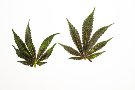 French cookies variety of marijuana flower with white cold backgroundの写真素材