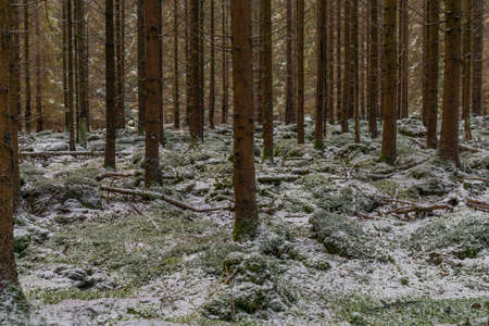 Forest near Branka waterfall on Mze river in winter snowy morningの写真素材