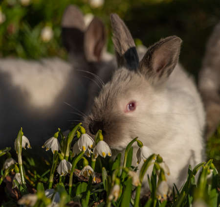 Young rabbits in green grass with snowflake flower and sunrise light