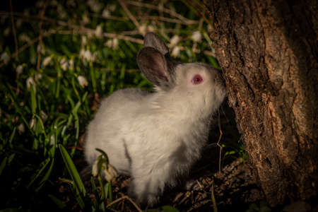 Young rabbits in green grass with snowflake flower and sunrise lightの写真素材