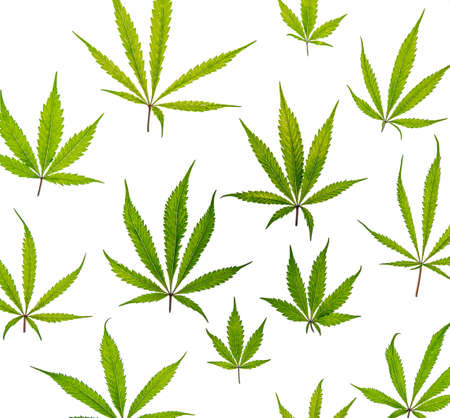 Marijuana color green leafs on white background Gelato cookies varietyの写真素材