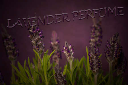 Lavender flower with violet background and nice signの写真素材