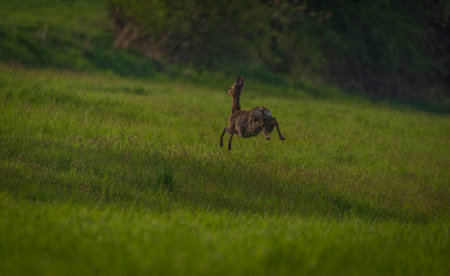 Deer on spring light color meadow in Zlin area in Moraviaの写真素材