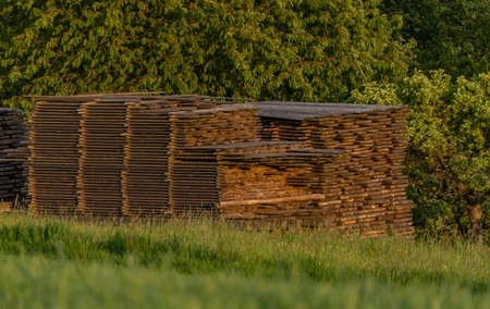 Pile of wooden planks on green meadow near broad-leaved fresh treeの写真素材