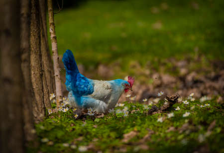 Black cock and color hens in spring on fresh green grass and flowersの写真素材
