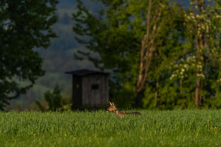 Female roe deer on green spring meadow near dark forestの写真素材