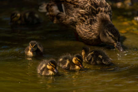 Small duck on green puddle in spring sunny windy fresh day