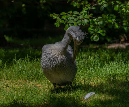 Pelecanus crispus bird near green lake and green grass in spring sunny day
