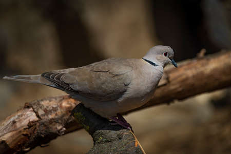 Pigeon on wooden tree branch in spring sunny fresh dayの写真素材
