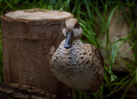 White and gray duck on green grass in spring sunny windy fresh dayの写真素材