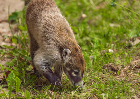 Nasua animal on green grass in spring sunny fresh dayの写真素材