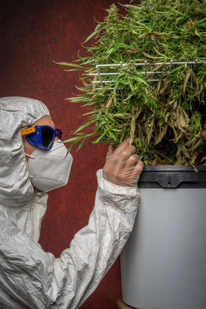 Male scientist with scissors near big ripened Mazar variety of marijuana color flowerの写真素材