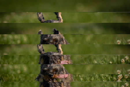 Badger dog on green meadow in spring color nice eveningの写真素材