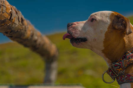 Pit bull terrier in mountains on green grass with water wooden drinkerの写真素材