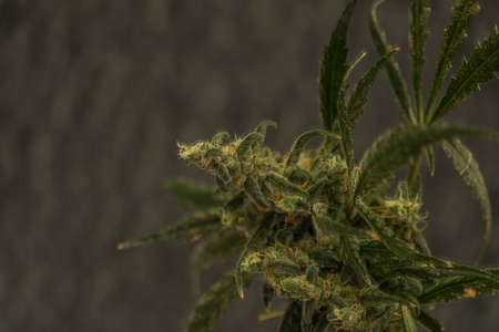Ripened Matanuska tundra marijuana flower with black gray background
