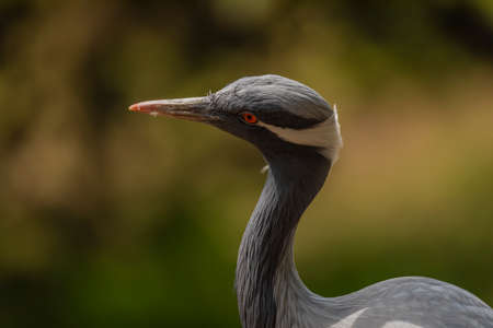 Grus grus bird in summer dry hot sunny day near lake with dirty waterの写真素材