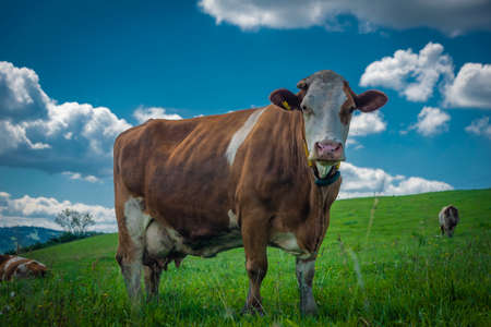 Color cow on green grass in Slovakia mountains in summerの写真素材