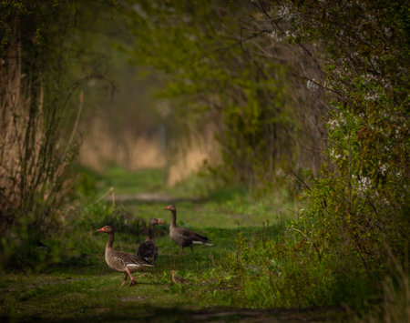 Small nice geese with parents on pond near Ostrava cityの写真素材