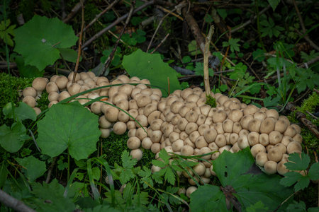 Puffballs on old fallen tree in green leaves in mountains summer evening