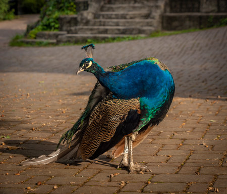 Pavo cristatus bird in sunny summer morning on dry pavementの写真素材