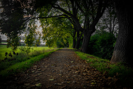 Path tree alley near Rakovnicky creek in Rakovnik town in sunny summer day
