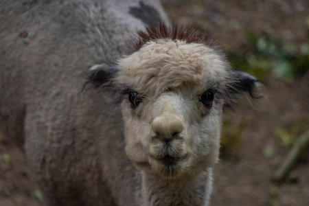 Hairy llama animal in summer cloudy dark day on dry floorの写真素材