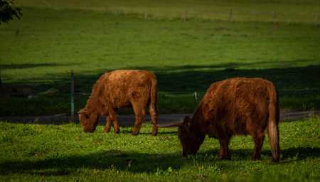 Orange brown hairy cows on green fresh pasture land in autumn color morning