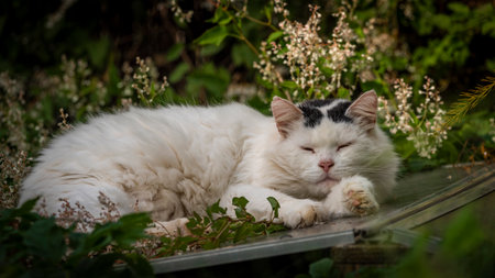 White and black male cat lying on green grass in autumn nice dayの写真素材