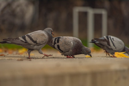 Pigeon bird on concrete stairs in Pilsen city center in autumn dark dayの写真素材