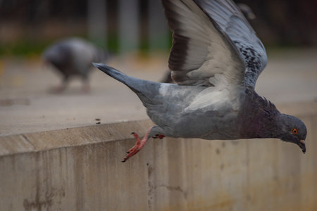 Pigeon bird on concrete stairs in Pilsen city center in autumn dark dayの写真素材