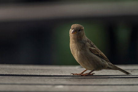 Sparrow bird in autumn sunny color fresh afternoonの写真素材
