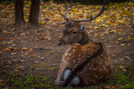 Fallow deer hairy animal lying in hot sunny autumn dry afternoonの写真素材
