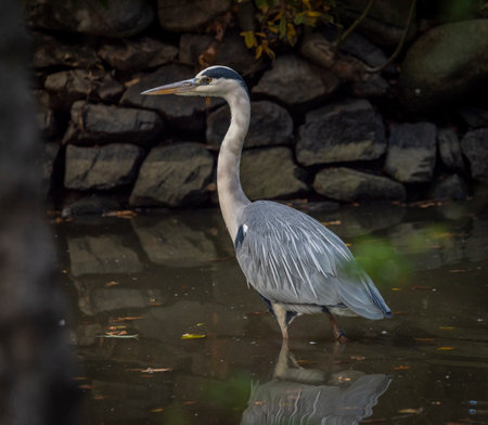 White heron in green dirty pond in autumn fresh dayの写真素材