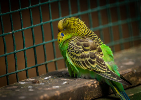Color parrots birds in autumn fresh day in big cageの写真素材