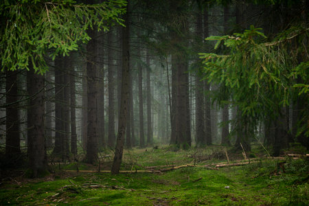 Nice morning forest in Slavkovsky forest mountains in color autumn