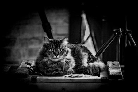 Tabby brown gray cat with beautiful green eyes and white hairy chinの写真素材