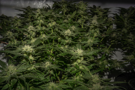 Indoor growing of MOB variety of marijuana flower with dark green blooms and leafsの写真素材