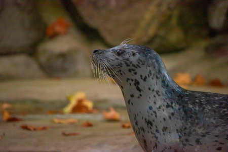 Seal water animal near dirty pond in autumn dark cloudy day