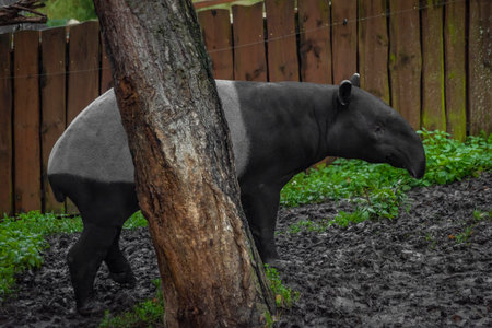 Big black and white tapirus animal in winter dirty cloudy wet dayの写真素材