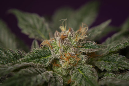 Mother of berries variety of marijuana with ripened bloom and dark violet background