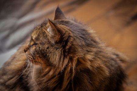Tabby brown cat with long hairy tail and light silver backgroundの写真素材