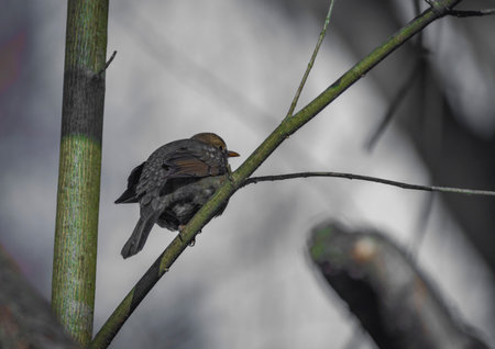 Blackbird with dry autumn leaves in winter cold sunny fresh dayの写真素材